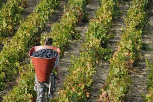 法国之光葡萄酒