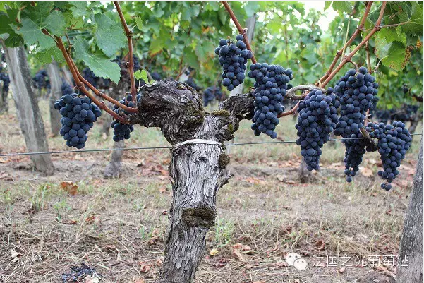 法国之光葡萄酒