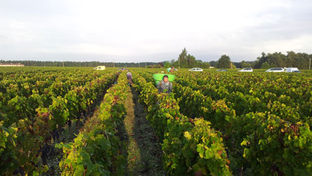 法国之光葡萄酒