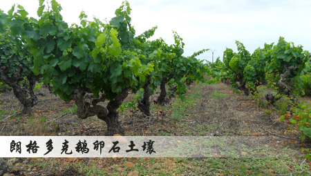 法国之光葡萄酒